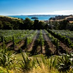 Waiheke Island vineyard, New Zealand.